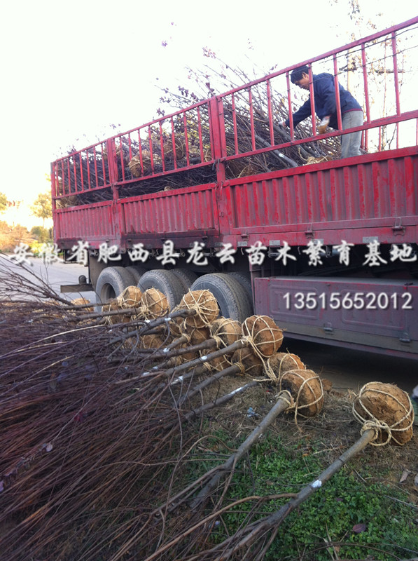 t~t÷ꡢǗ𻨡ܡľʯ