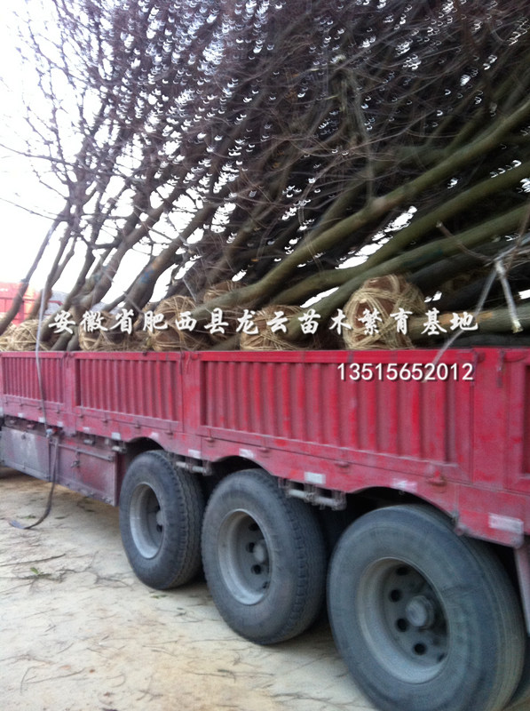 ꡢޱľt~~Ůؑ𻨡ʯ