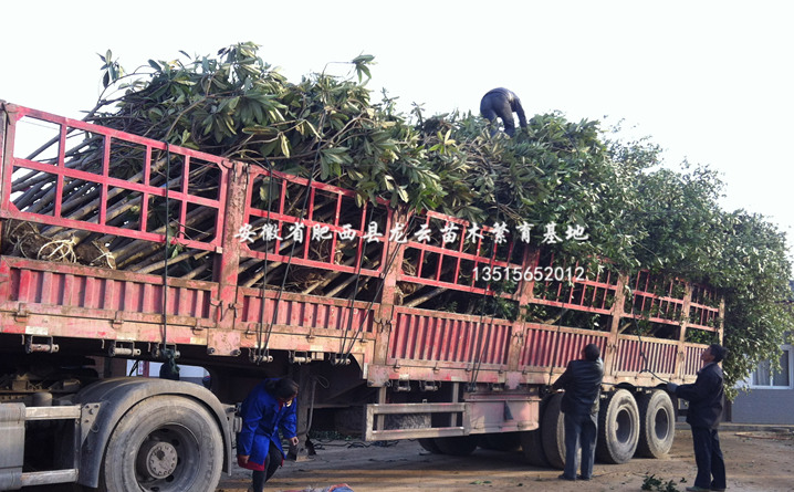 ˡľ𻨡t~ʯ骡D÷Ǘmt~