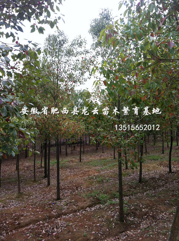 ꡢǗAʯ骡t~ʯ骹(yng)