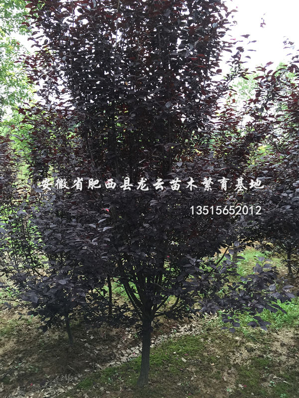 t~ꡢǗʯ骡ľʯ骡