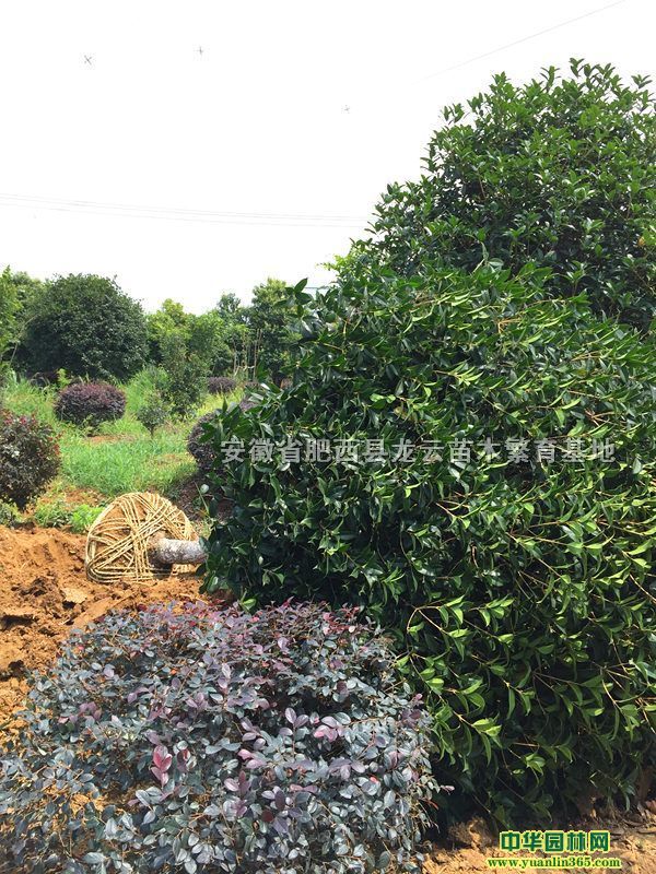 𻨡𻨹ڷ1-5סɹ2-15