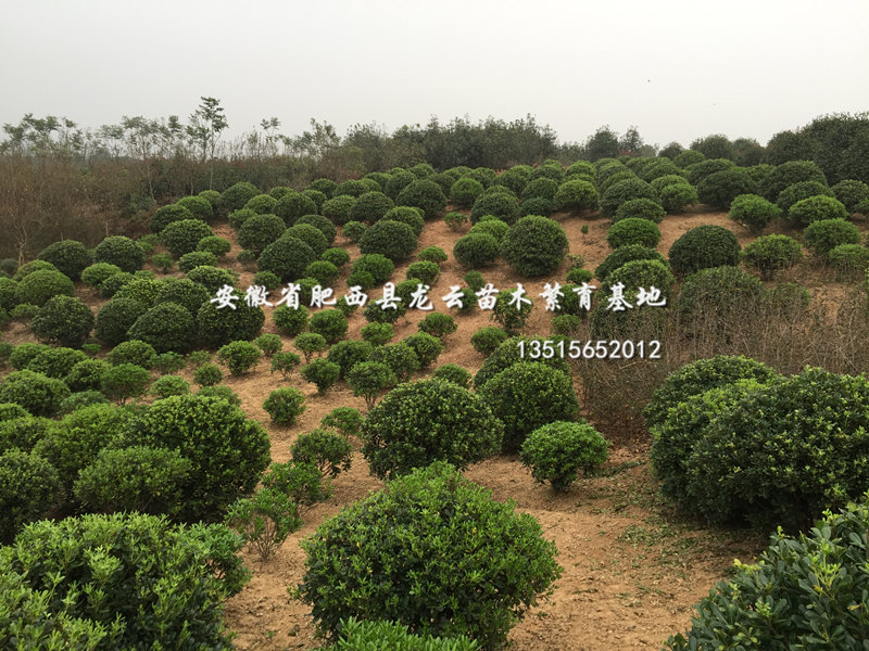 պͩ򡢷Ʒͩ򡢹ڷ1-2׹