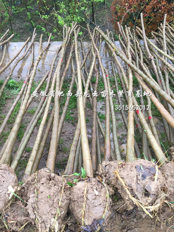 ǗǗСƷС2-6ֽԹ