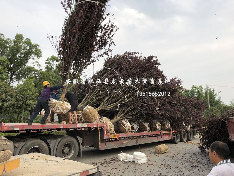 ռt~t~ԡƷͷ֧t~10-16