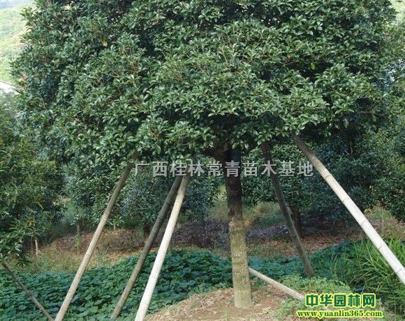 101213141516ֹ