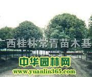 8֡9֡101112ֹ𻨘