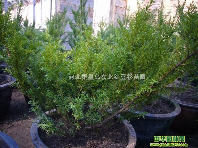 河北秦皇島東北紅豆杉苗圃