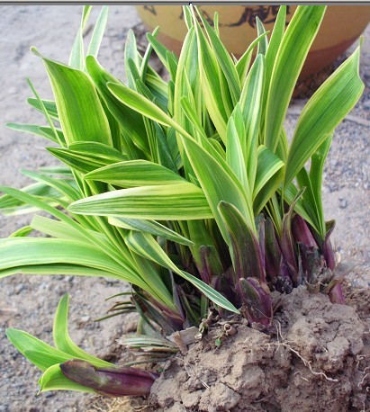 ľN߅SС,߅С,BNС,D÷С