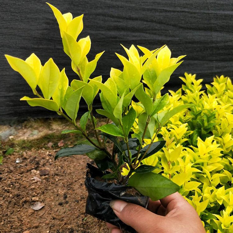 ߗUŮؑ2硢~Ůؑ1.5-2