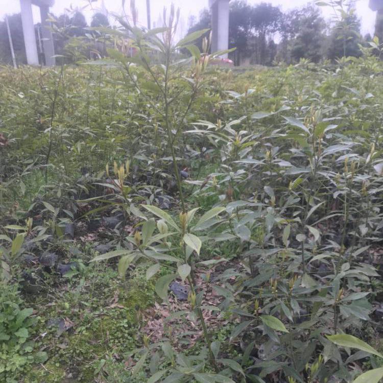 z骹繩EС硢ľСl(f)