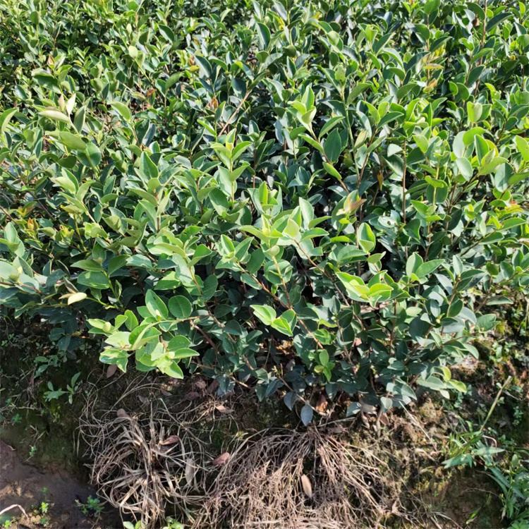 (yu)|ɫKС硢GľɫKGС