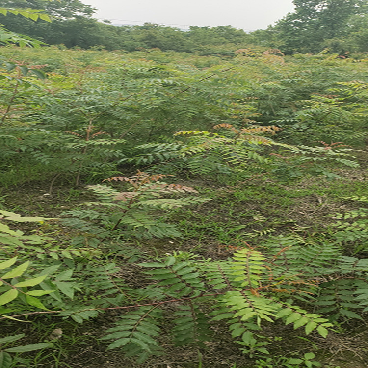 SBľ䡢@־GL䡢FSBľر