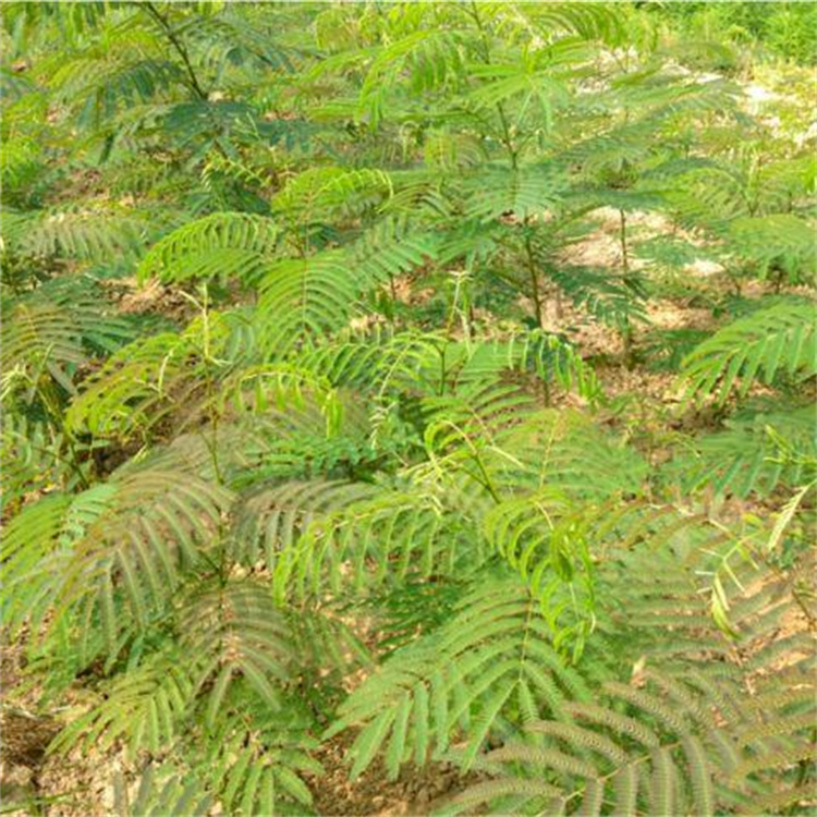 60ֺϚgСrһϚgС硢ŽеľϚg