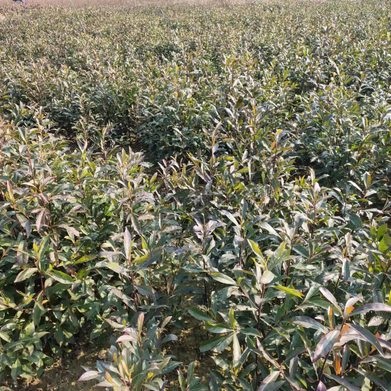 1*1.5*2׸߶ӢС硢lӢͶӢ