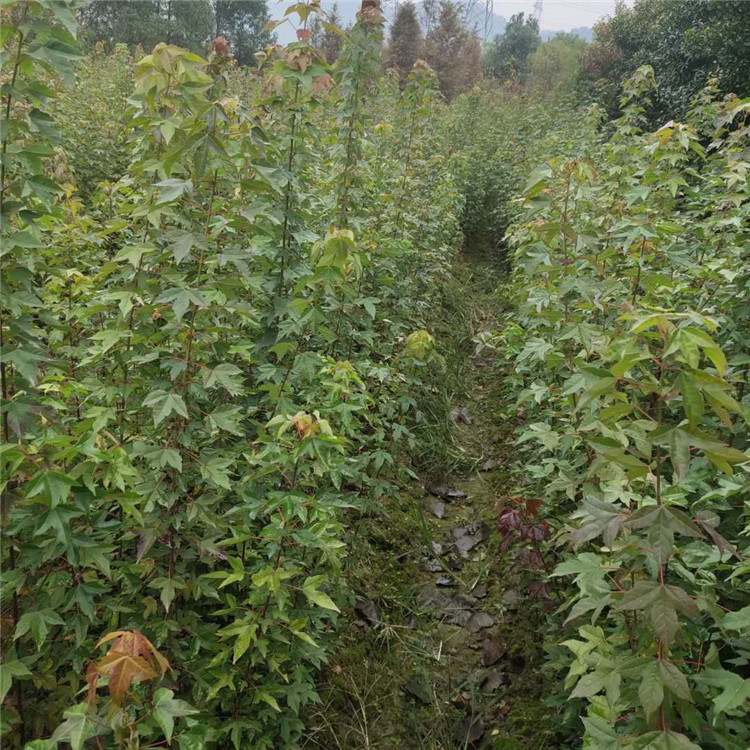 ǗС@־GֲáǗϵ