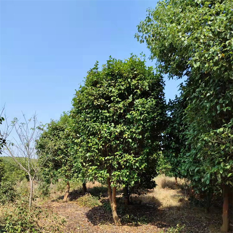 軨С硢軨Ǧá軨С