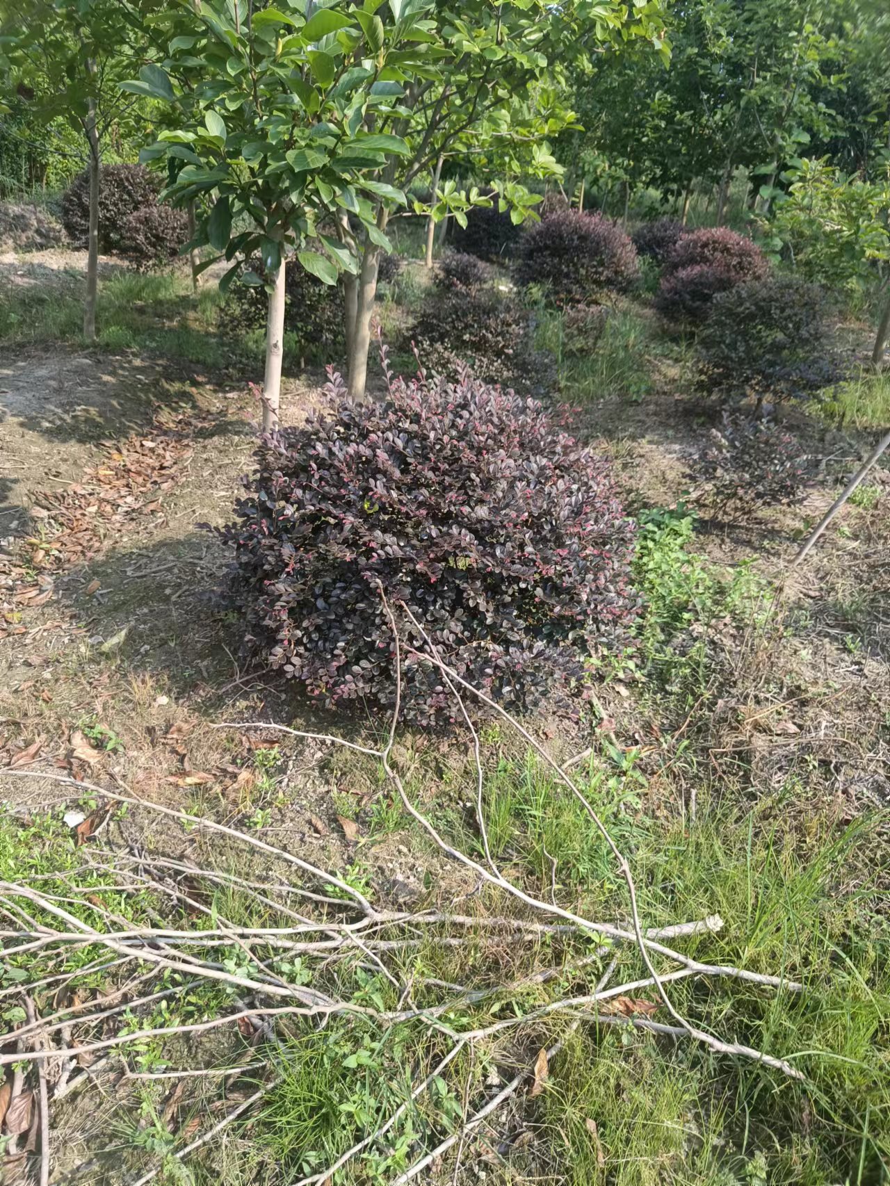 t^ľСجFڳۡt^ľСl