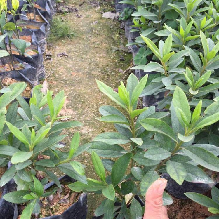 ë~NС硢^Gľ\CNt쾰