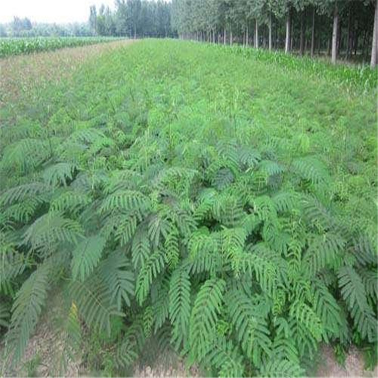 ϚgСl(f)װl(f)ѿɻ@쾰G