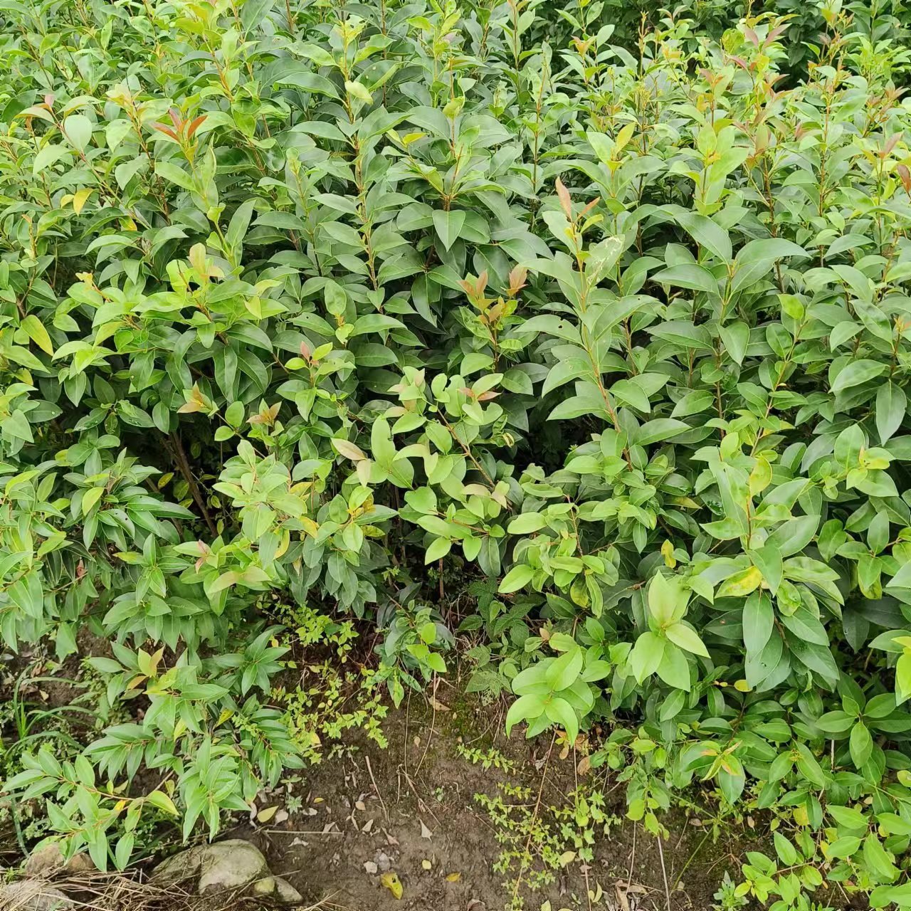 ~ŮؑL䡢~ŮؑСGṩgָ