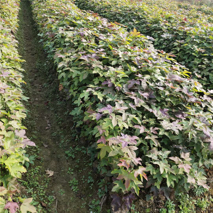 G(sh)N(sh)硢@GØ(sh)