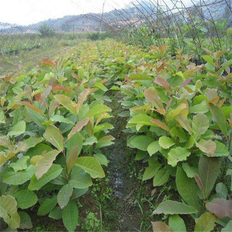 С绨^pֲͥԺС^(q)@־G쾰