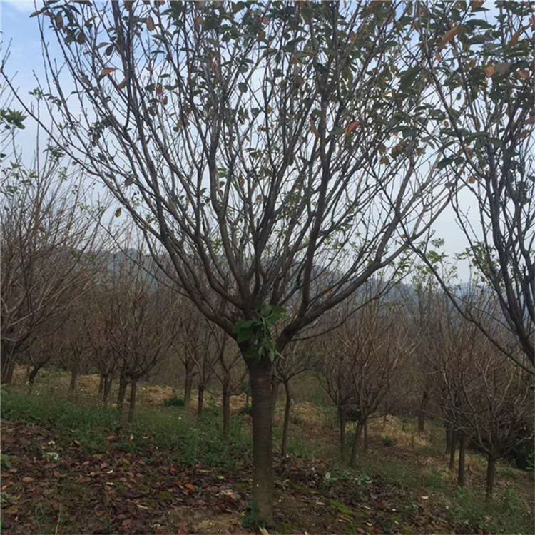 ͥԺNֲ^p@С^(q)ֵG硢ѻ