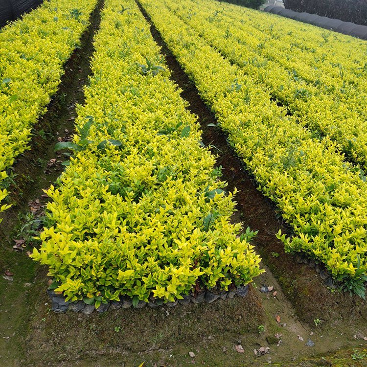 ɭŮؑС#ɭŮؑС؏0.7#ɭŮؑ