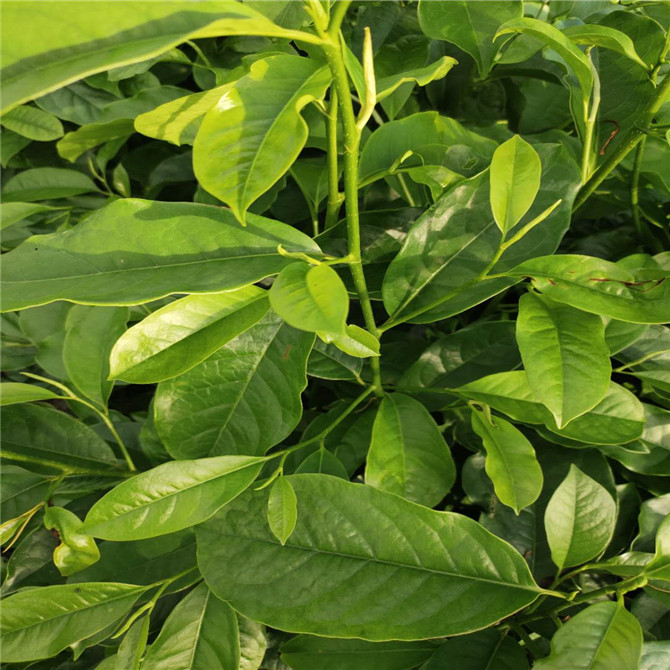 Ц(sh)硢ع(yng)(l)ЦС硢NҎ(gu)