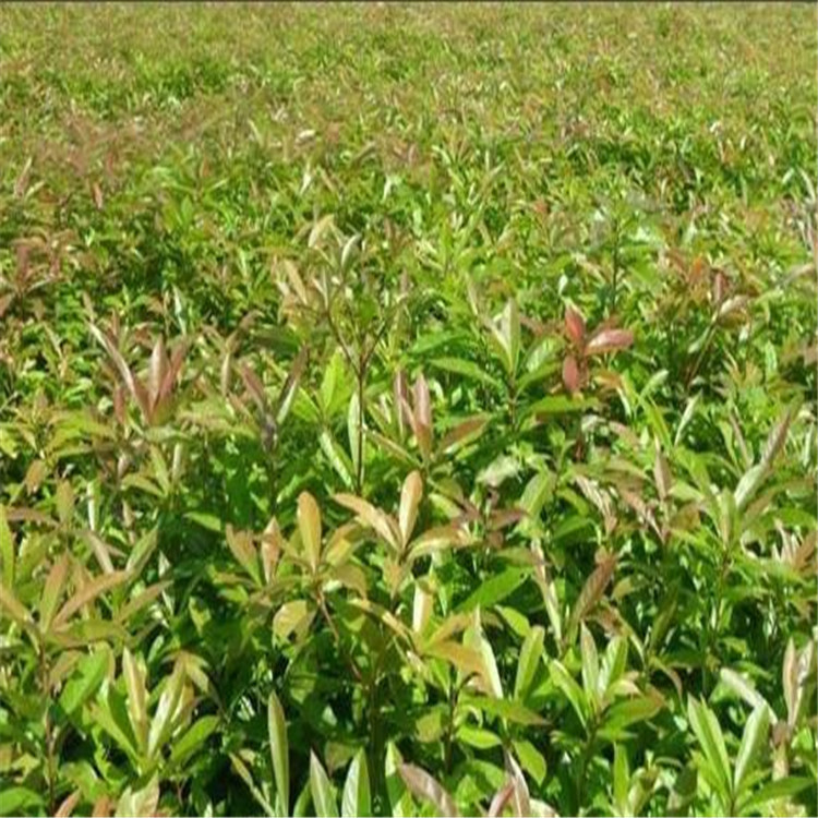 alľС硢ص։ѳɻ