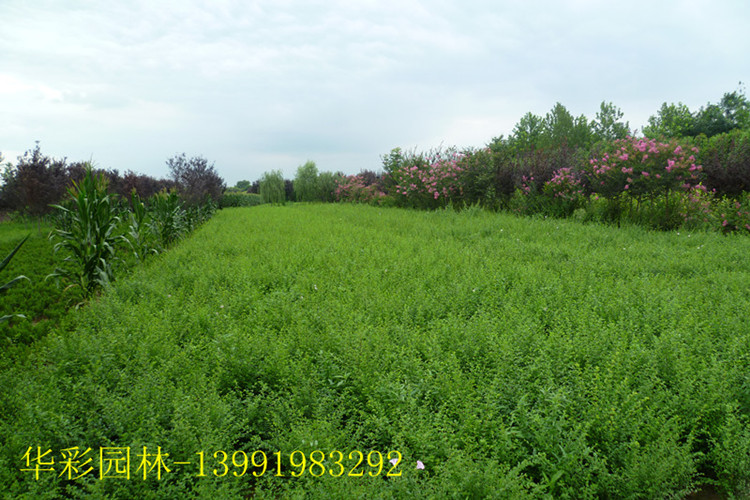 С~Ůؑ繤100fꡢ؛Դ