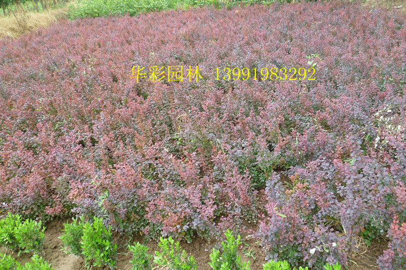 t~СޡˮϞ~ܵȵرɫK