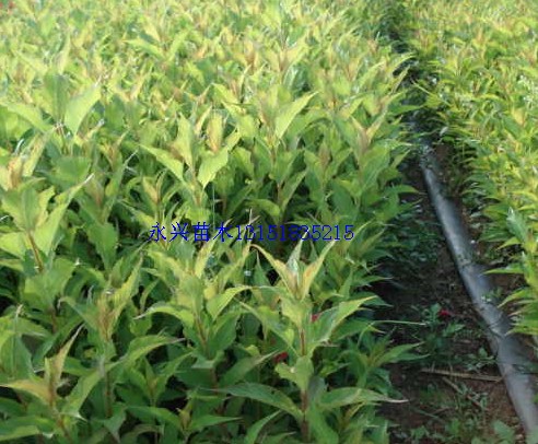 t\l(wi)ìС~ŮؑS(c)ءľ