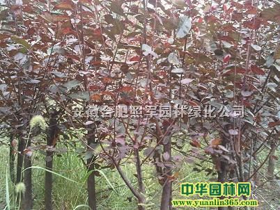 t~~ŮؑꡢSBľVmͩ