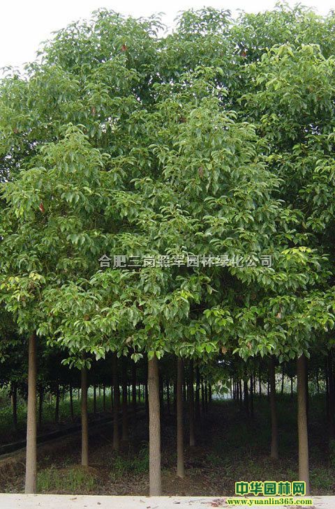 ~~ŮؑС~Ůؑˮɼ