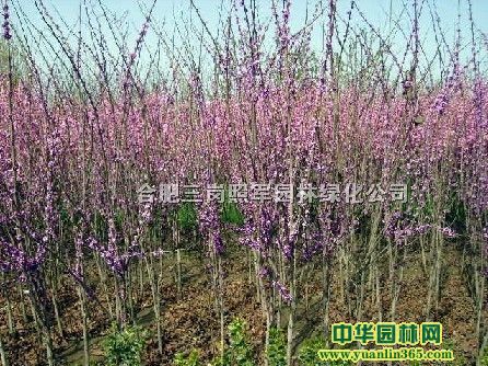 ~~ŮؑޱRľˮɼSBľ