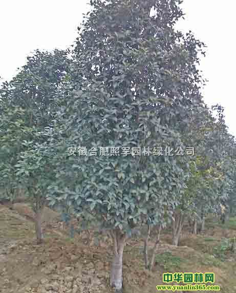 ޱ𻨡Vmt~~ŮؑӢRľ