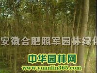 ߗUľʯ6-10,t~,,,~Ůؑ