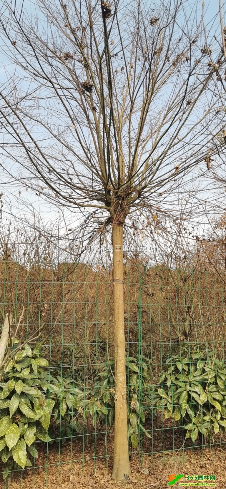 ߗUuצʡ֦c1.5׵2ס؏5һ15֡