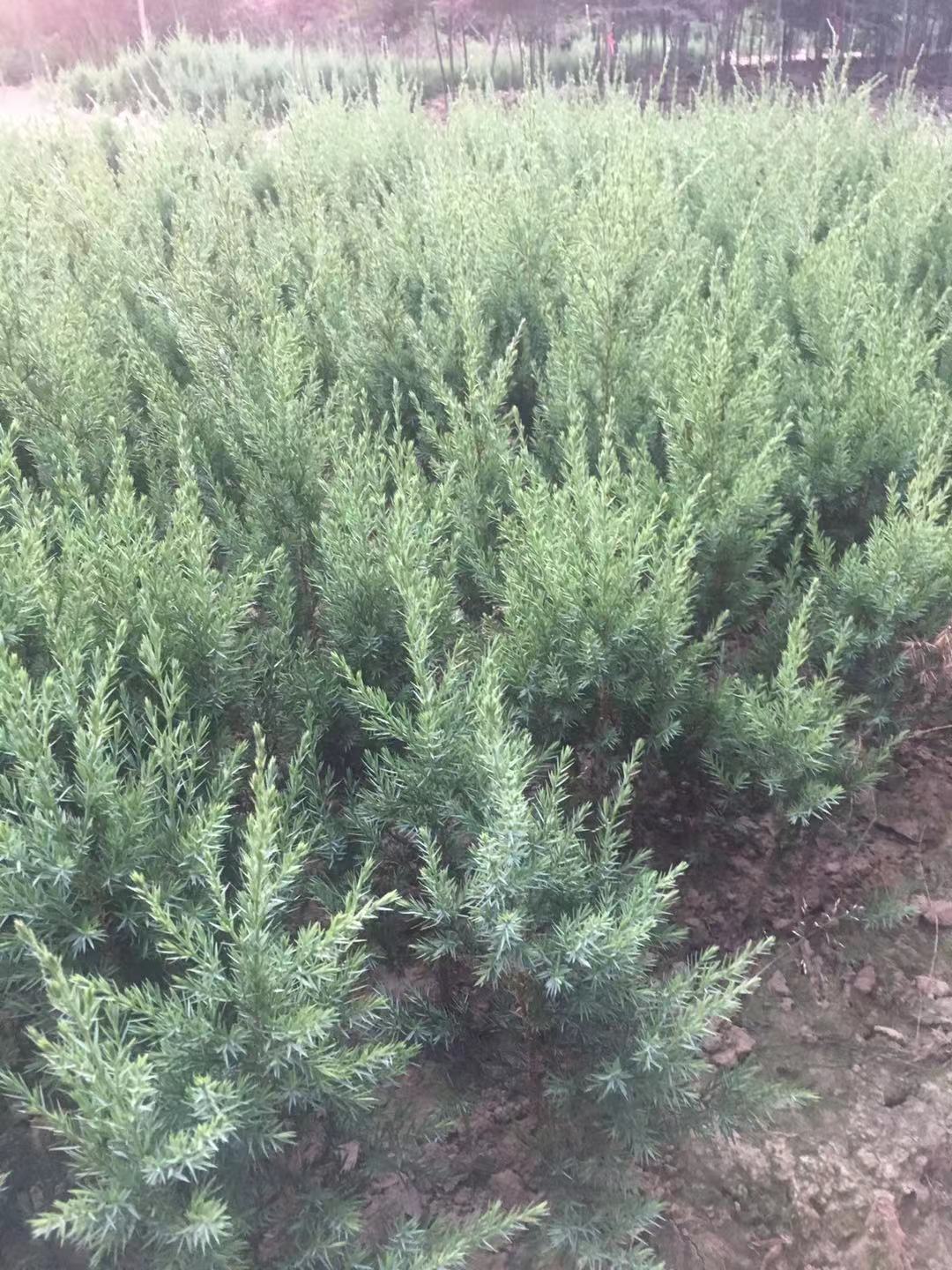 80ָߴ̰؃r90ִ̰؃r30ִ̰