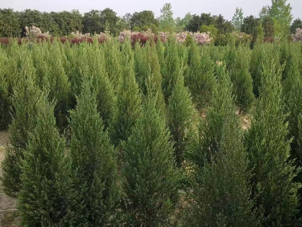 _ɽؘС_ɽؘء_ɽ1-2׸ؘ