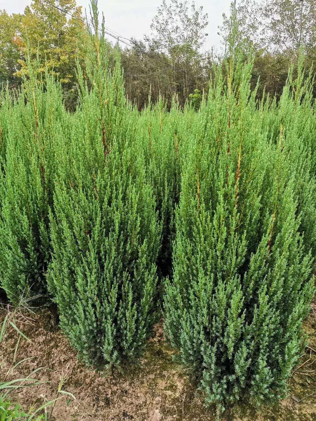 ؘ̰(sh)Gr(ji)ֵؘ̰(sh)ľϢؘ̰(sh)Nֲg(sh)