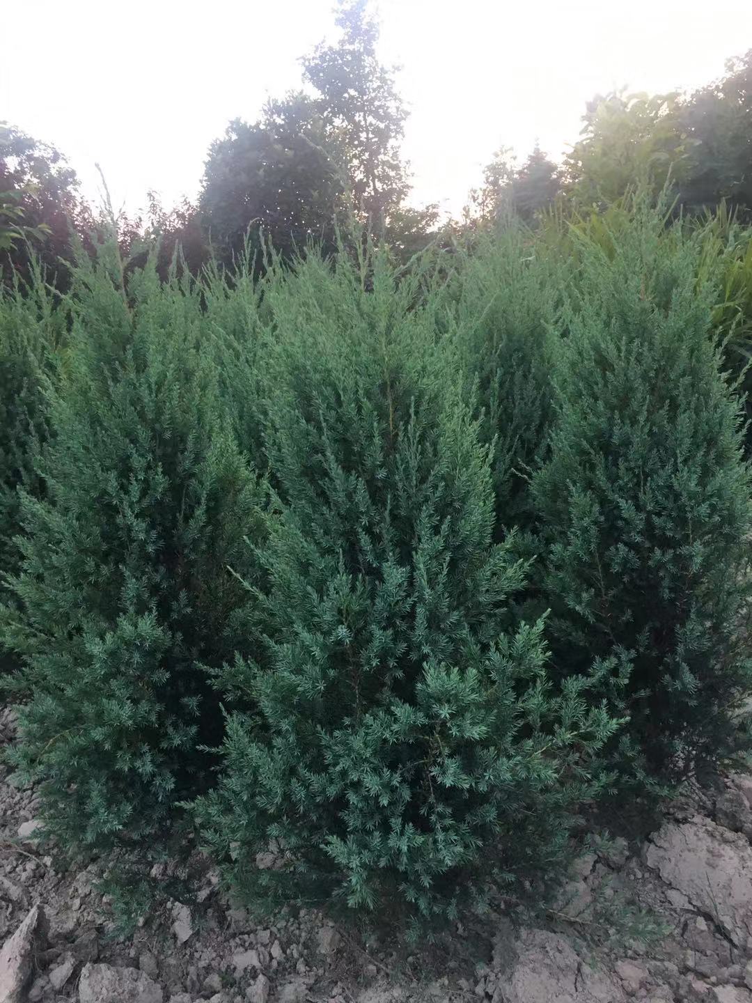 նؘС硢նؘءն1-2׸ؘ