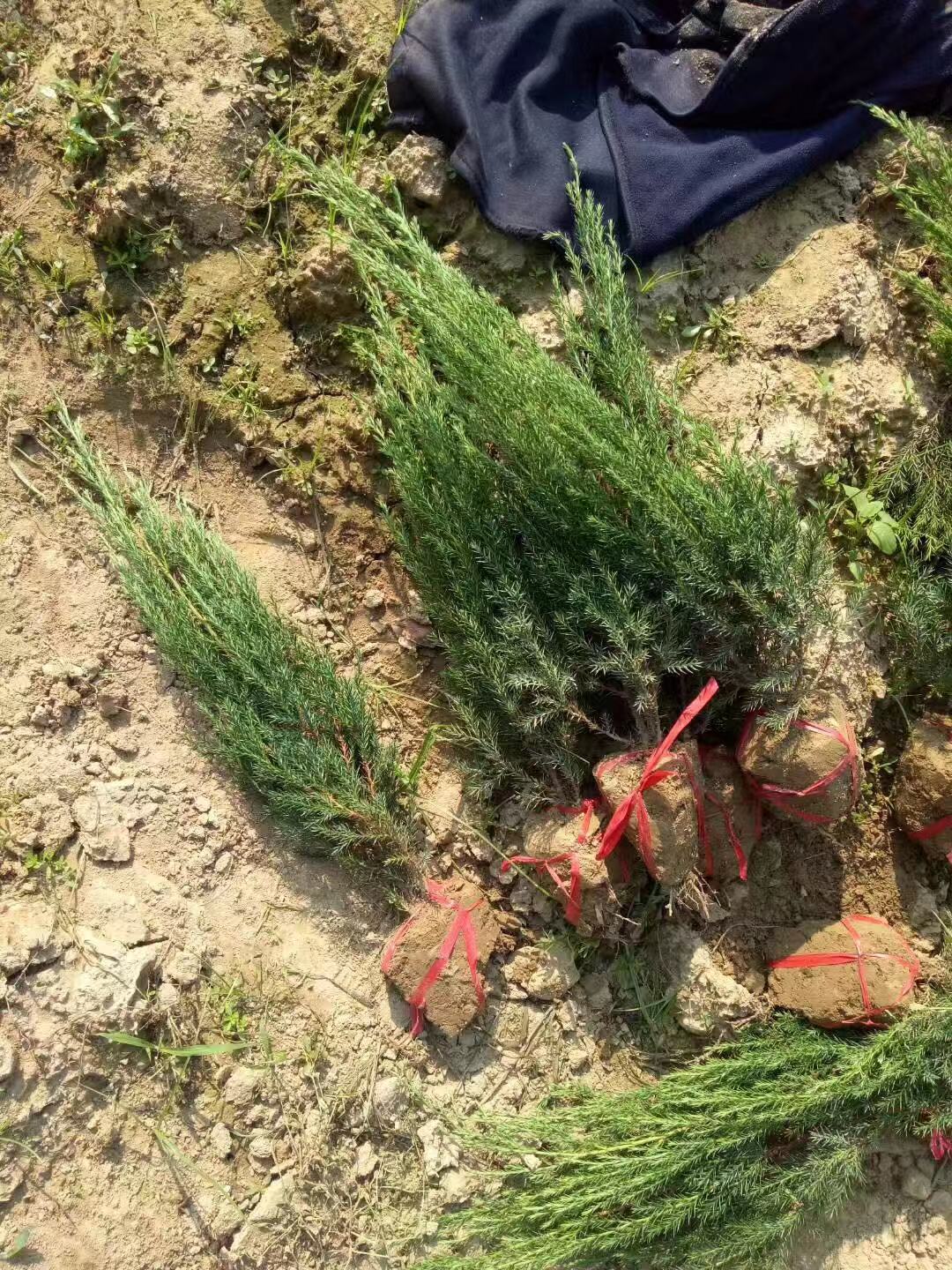 ຣؘС硢ຣؘءຣ1-2׸ؘ