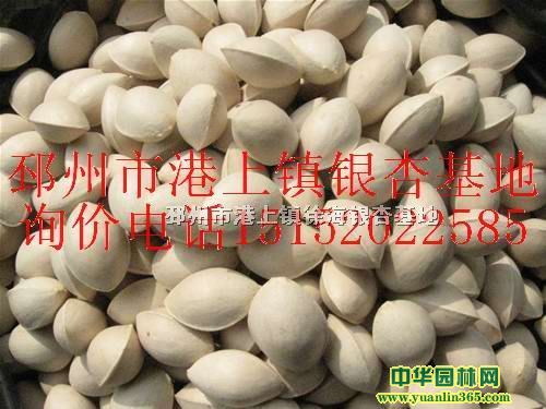 yӷNyӷNӃryӘN׹N