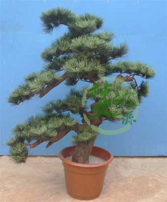 䡢xB@V־ƵȈ@־^