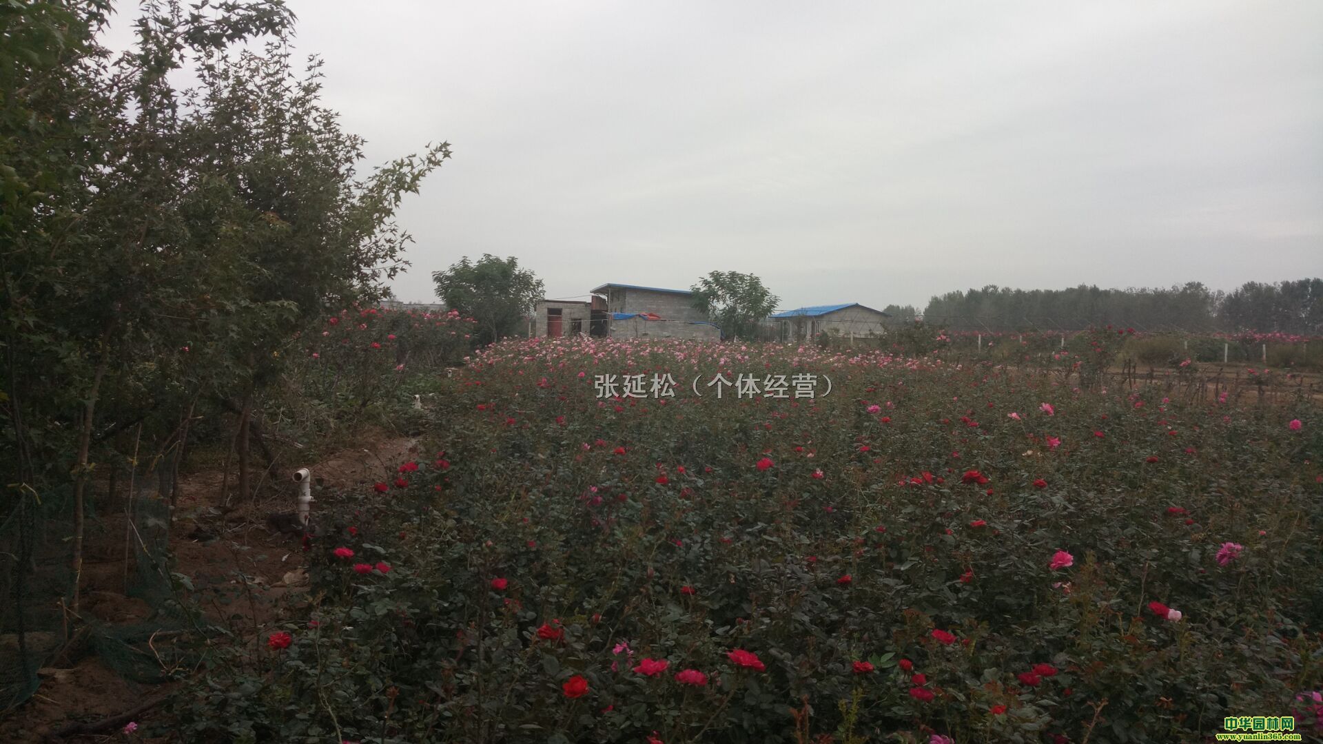 ޽軨¼ɫx1.6fá2.2Ԫÿ