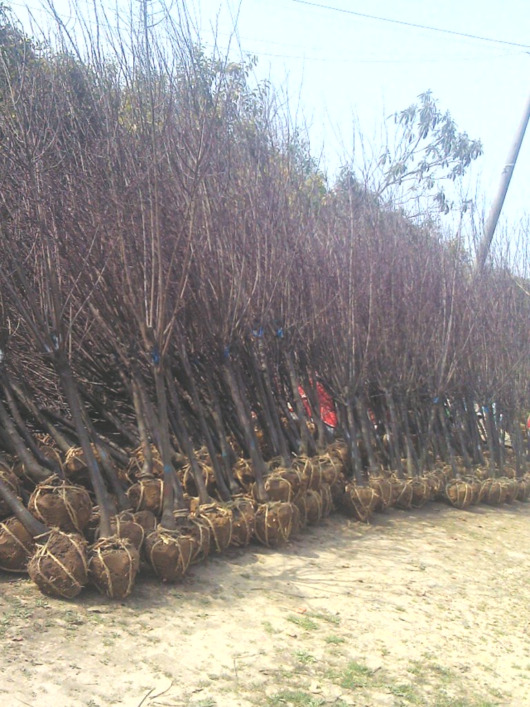 t~~t~ߗUŮؑΗUޱmAʯ骡ľľ