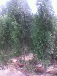 ɽ|(c)IB(yng)(c)(c)0.25-5